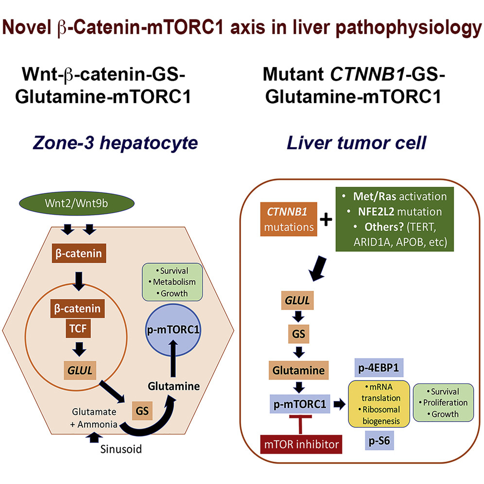 Inhibiting GlutamineDependent mTORC1 Activation Ameliorates Liver